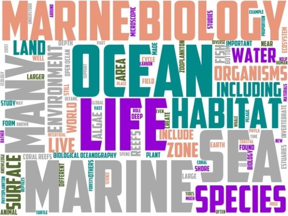 Marine Biology Wordart Skinny Tumbler: Where Science Meets Creative Expression